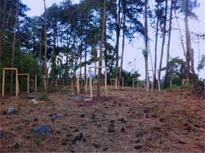 Plantios
