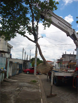Execuo de manejo arbreo